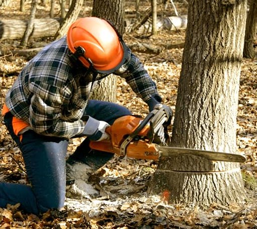 Tree Removal in Gilbertsville, PA